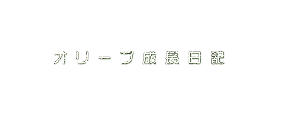 オリーブ成長日記